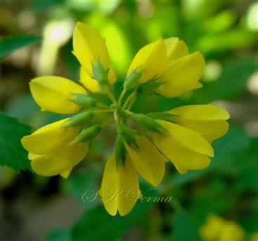  Flowers in flower head